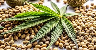 Understanding the Benefits and Trends of Marijuana Seeds Louisiana