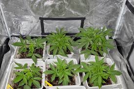 Understanding the Benefits and Trends of Marijuana Seeds Louisiana